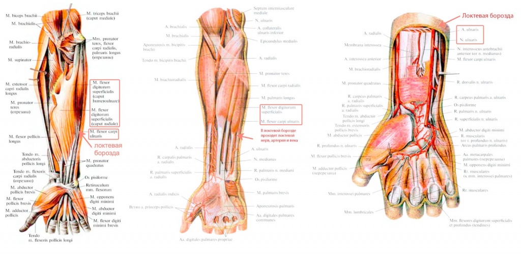 Локтевая борозда, sulcus ulnaris